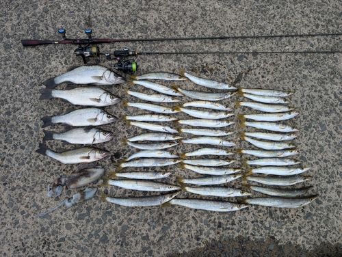 カマスの釣果