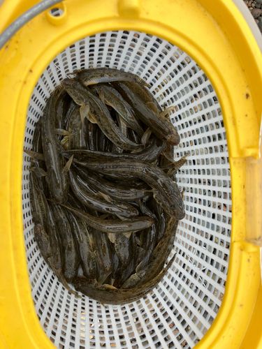 ハゼの釣果