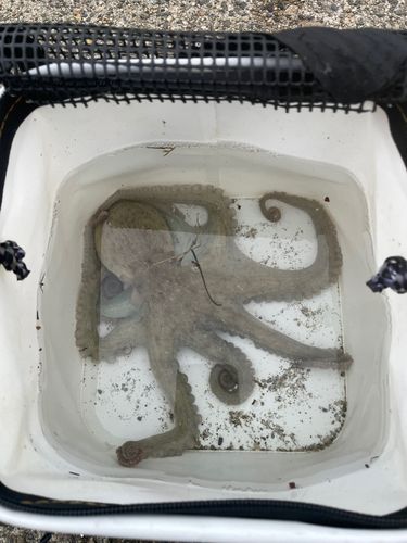 マダコの釣果
