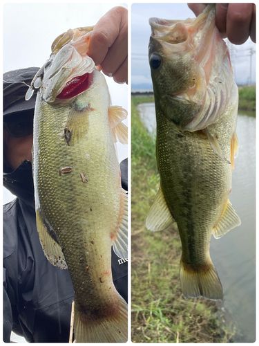 ブラックバスの釣果