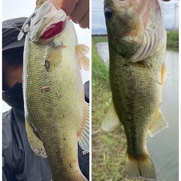 ブラックバス