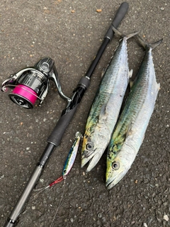 サゴシの釣果
