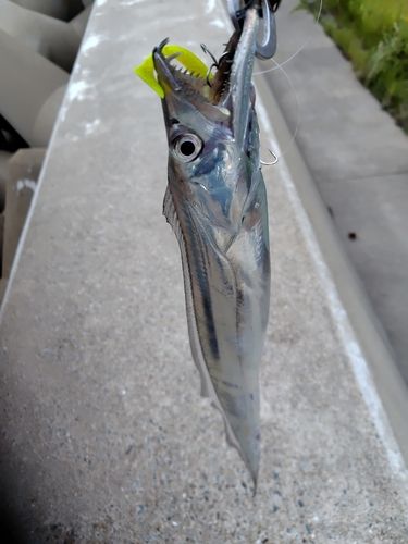 タチウオの釣果