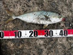 ヤズの釣果