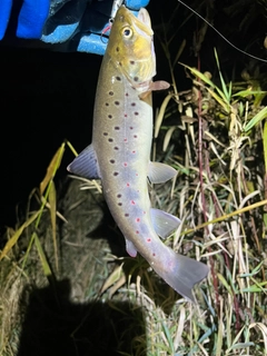 ブラウントラウトの釣果