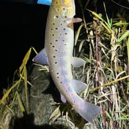 ブラウントラウト