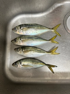 マアジの釣果