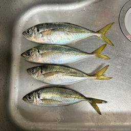 マアジ