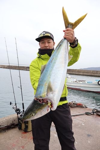 ブリの釣果