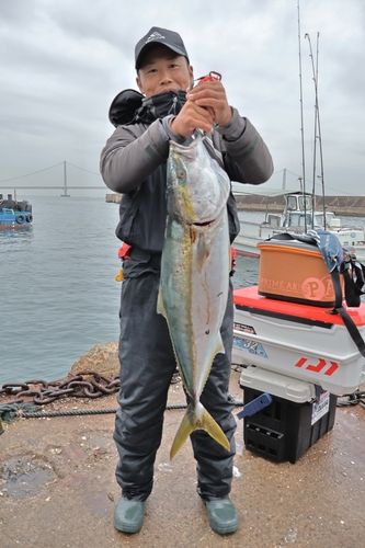 ブリの釣果