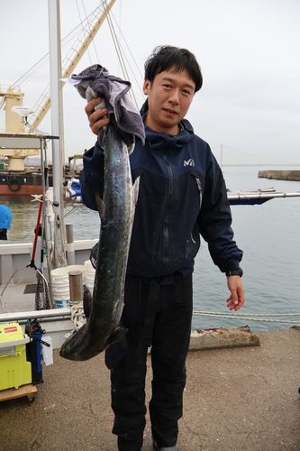 サワラの釣果