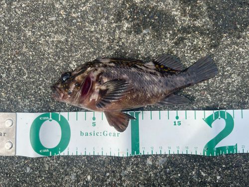 オウゴンムラソイの釣果