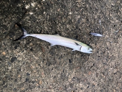 サゴシの釣果