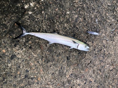 サゴシの釣果