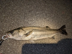 アラカブの釣果