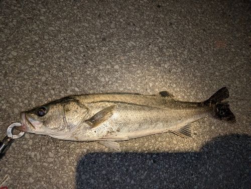 アラカブの釣果