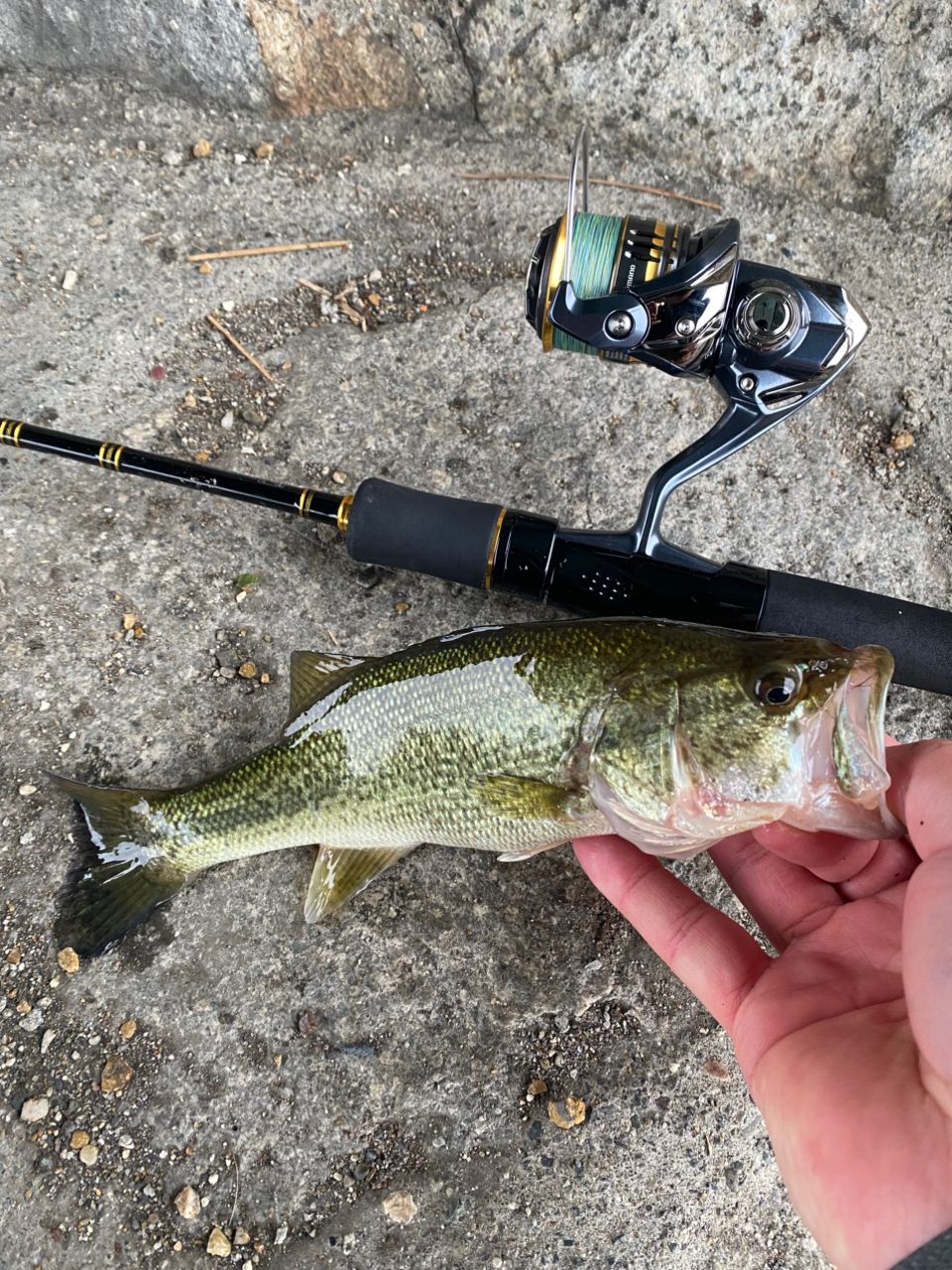 ラージマウスバス