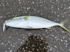 ワカシの釣果