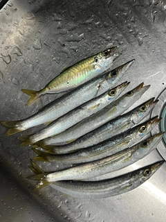 カマスの釣果