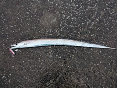 タチウオの釣果