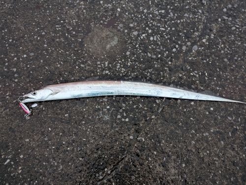 タチウオの釣果