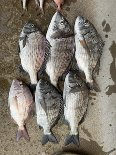 クロダイの釣果