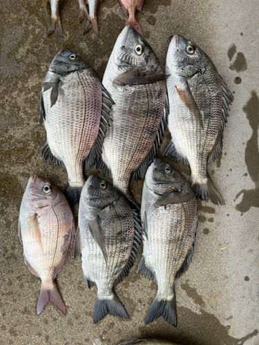 勝浦湾