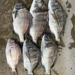 クロダイ
