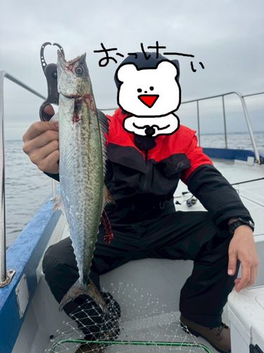 サワラの釣果