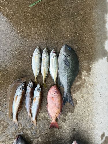 マアジの釣果