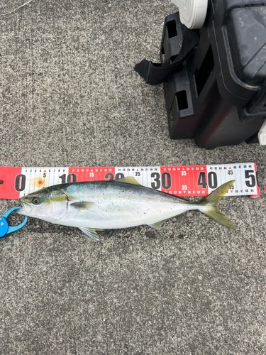 イナダの釣果