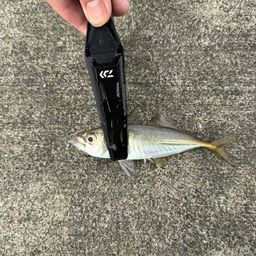 アジ