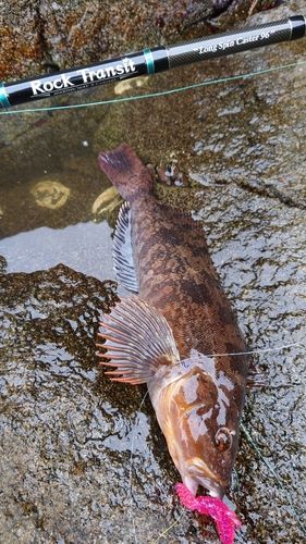 アイナメの釣果