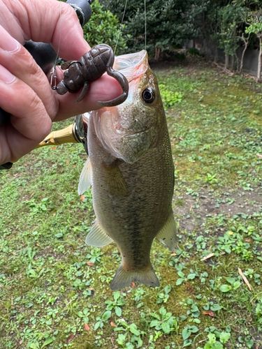 ラージマウスバスの釣果
