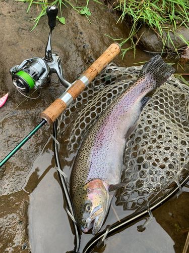 ニジマスの釣果