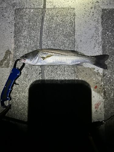 スズキの釣果