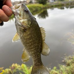 スモールマウスバス