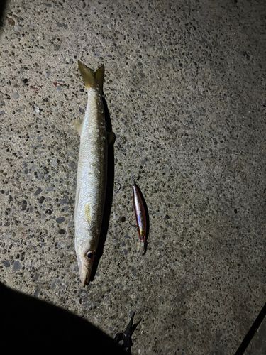 カマスの釣果