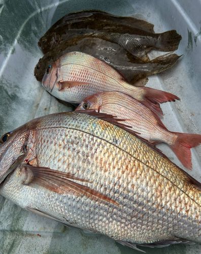 タイの釣果