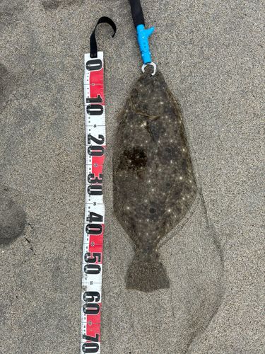 ヒラメの釣果