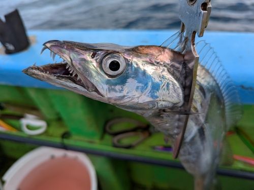 タチウオの釣果