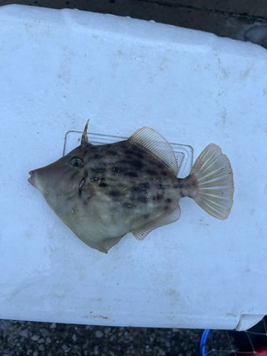 カワハギの釣果