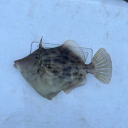 カワハギ