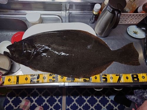 ヒラメの釣果