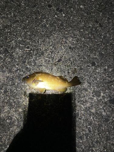 エゾメバルの釣果