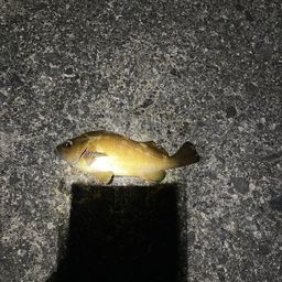 エゾメバル