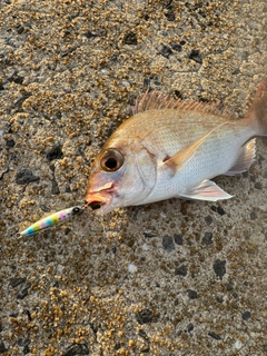 チャリコの釣果