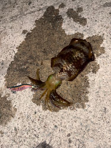 アオリイカの釣果