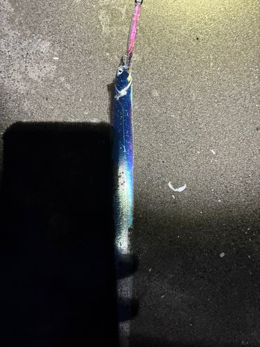南房総