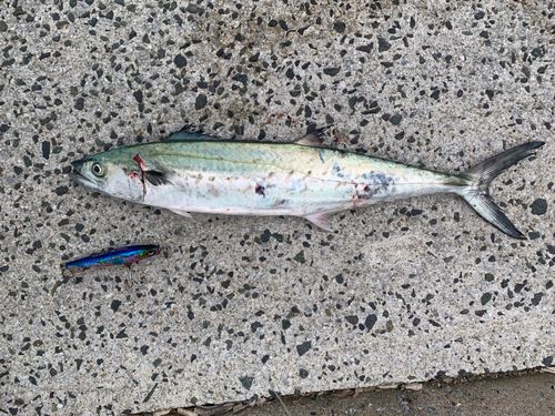 サゴシの釣果